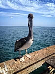 Pier Pelican